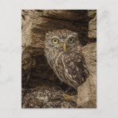 The Little owl Briefkaart (Voorkant)
