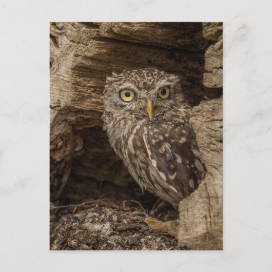 The Little owl Briefkaart (Voorkant)