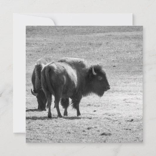 The Mighty Buffalo Bedankkaart (Voorkant)