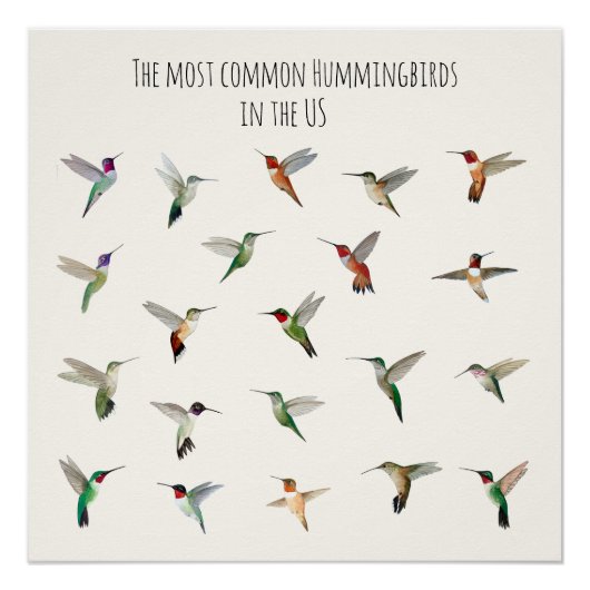 The most common hummingbirds in the US Perfect Poster (Voorkant)