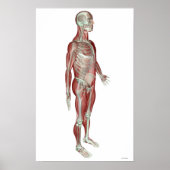The Musculoskeletal System 3 Poster (Voorkant)
