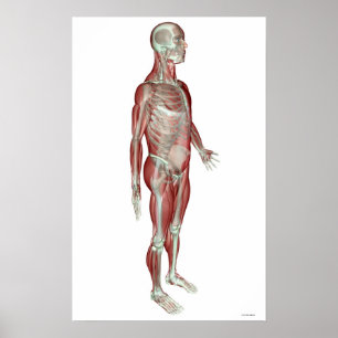 The Musculoskeletal System 3 Poster