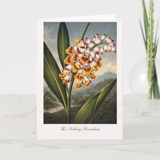 The Nodding Renealmia — Modern Botanical Reinterpr Kaart (Voorkant)