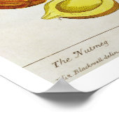 The Nutmeg, bord 353 uit 'A Curious Herbal', pub Poster (Hoek)