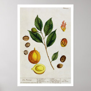 The Nutmeg, bord 353 uit 'A Curious Herbal', pub Poster