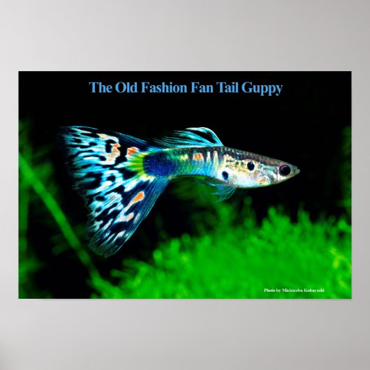 The Old Fashion Fan Tail Guppy のポスター Poster (Voorkant)