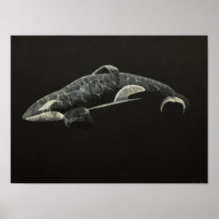 The Orca Poster