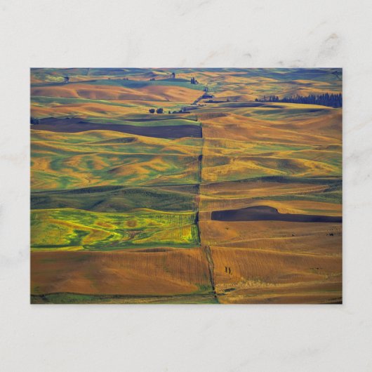 The Palouse vanuit Steptoe Butte, Colfax, Briefkaart (Voorkant)