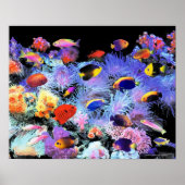 The Paradise of Centropyge Poster (Voorkant)