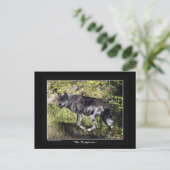 "The Pathfinder" Grey Wolf Post Kaart (Staand voorkant)