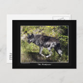 "The Pathfinder" Grey Wolf Post Kaart (Voorkant / Achterkant)