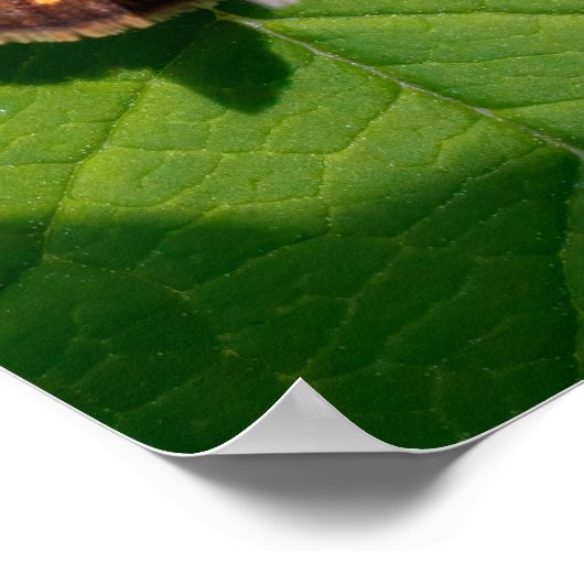 The Pecks Skipper Poster (Hoek)