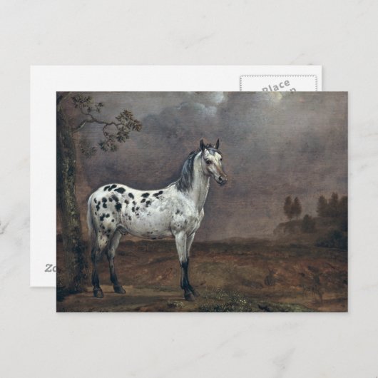 The Piebald Horse, 1653 Briefkaart (Voorkant / Achterkant)