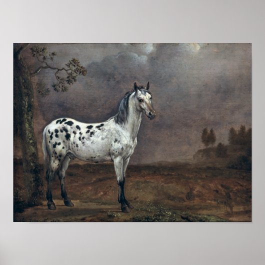The Piebald Horse, 1653 Poster (Voorkant)
