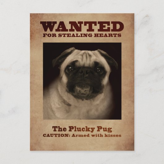 The Plucky Pug Postcard Briefkaart (Voorkant)