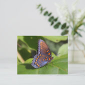 "The Proud One"-vlinderfotografie Briefkaart (Staand voorkant)