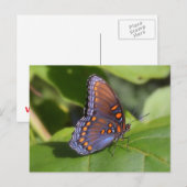 "The Proud One"-vlinderfotografie Briefkaart (Voorkant / Achterkant)