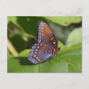 "The Proud One"-vlinderfotografie Briefkaart