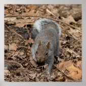 The Prowl Poster (Voorkant)