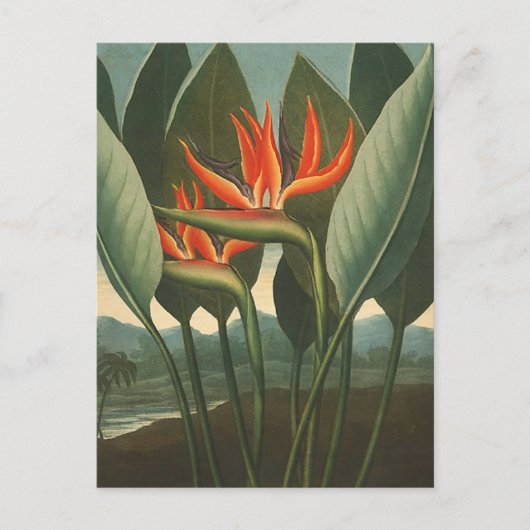 "The Queen (Bird of Paradise)" - Temple of Flora Briefkaart (Voorkant)