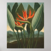 "The Queen (Bird of Paradise)" - Temple of Flora Poster (Voorkant)