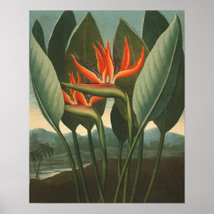 "The Queen (Bird of Paradise)" - Temple of Flora Poster