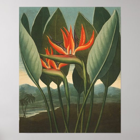 "The Queen (Bird of Paradise)" - Temple of Flora Poster (Voorkant)