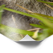 The raccoon, Procyon lotor, is a widespread, Foto Afdruk (Hoek)