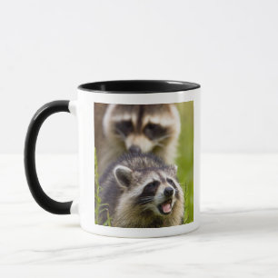 The raccoon, Procyon lotor, is a widespread, Mok