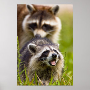The raccoon, Procyon lotor, is a widespread, Poster