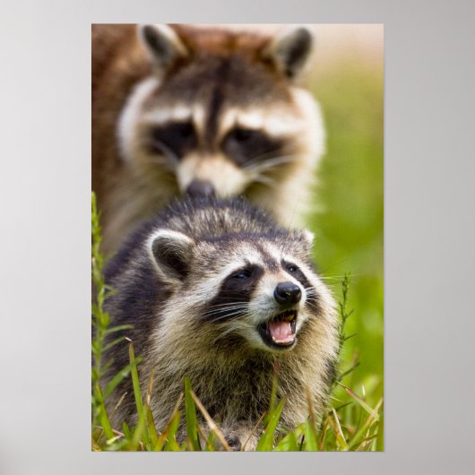 The raccoon, Procyon lotor, is a widespread, Poster (Voorkant)