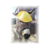 "The Real Easter Bunny" Holiday Kaart