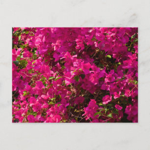 The red flowers of Luang Prabang Feestdagenkaart
