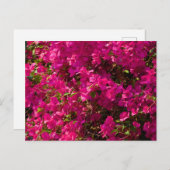 The red flowers of Luang Prabang Feestdagenkaart (Voorkant / Achterkant)