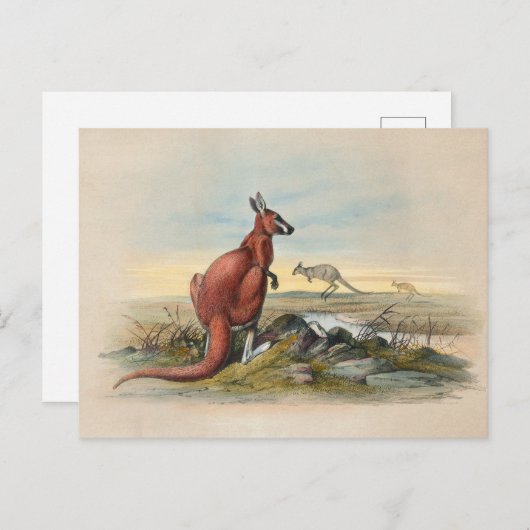 The Red Kangaroo door Joseph Wolf Briefkaart (Voorkant / Achterkant)