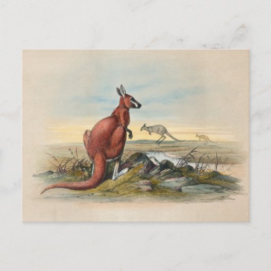 The Red Kangaroo door Joseph Wolf Briefkaart (Voorkant)