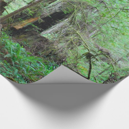 The Redwood - Sequoia Cadeaupapier (Hoek)