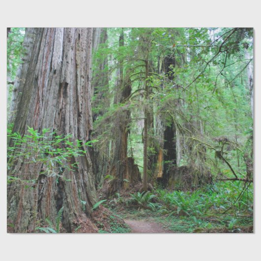 The Redwood - Sequoia Cadeaupapier (Vlak)