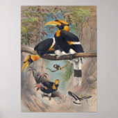The Rhinoceros Hornbill by Joseph Wolf Poster (Voorkant)