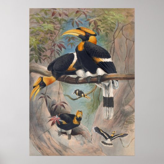 The Rhinoceros Hornbill by Joseph Wolf Poster (Voorkant)