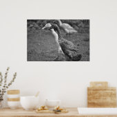 The Running of The Ducks Poster (Keuken)