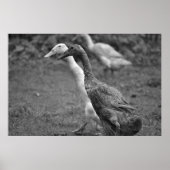 The Running of The Ducks Poster (Voorkant)
