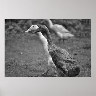 The Running of The Ducks Poster