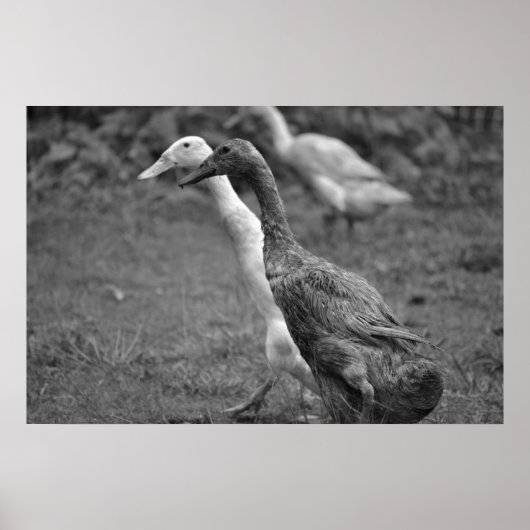 The Running of The Ducks Poster (Voorkant)