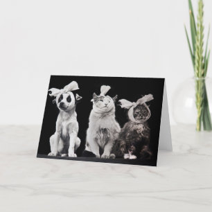 The Sad Trio, Blank Inside Kaart