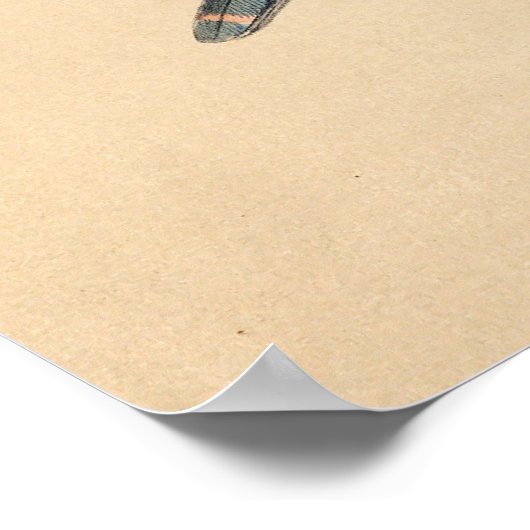 The Saker Falcon by Joseph Wolf Poster (Hoek)