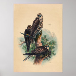 The Saker Falcon by Joseph Wolf Poster