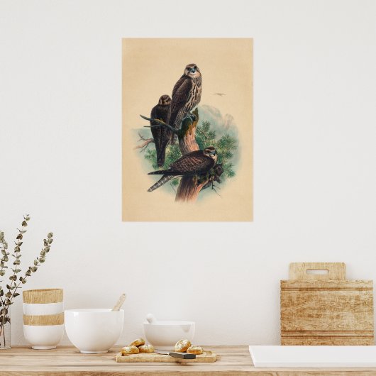 The Saker Falcon by Joseph Wolf Poster (Keuken)