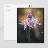 The Scille Briefkaart (Voorkant / Achterkant)