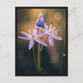 The Scille Briefkaart